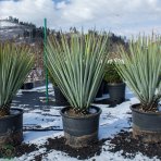 Yucca Rigida – výška 60-90cm (-18°C) 